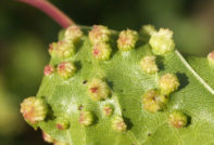 Fillossera sull'uva
