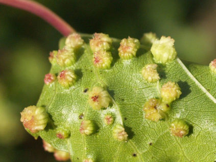 Φυλοξήρα σε σταφύλια