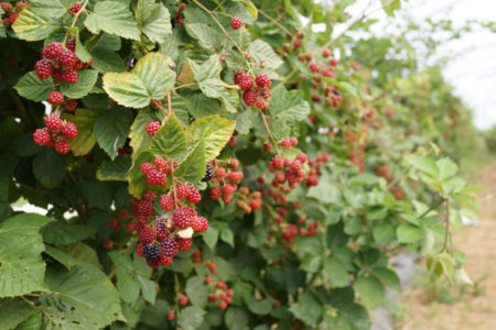 Himbeere