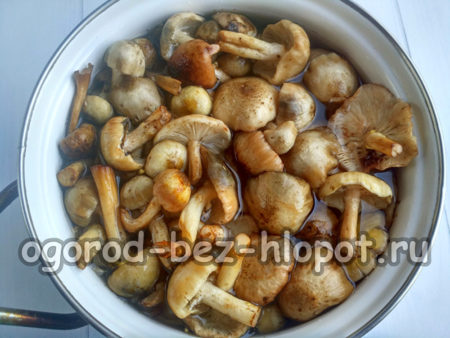 die Pilze einweichen