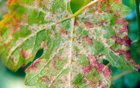 mildiou de la vigne