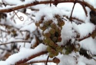 Preparazione dell'uva per l'inverno: come potare e trattare prima di coprirla