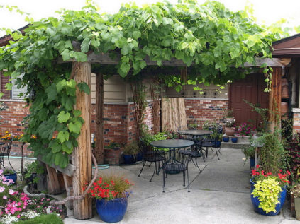 Weinlaube