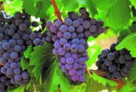 Lavorazione dell'uva in primavera