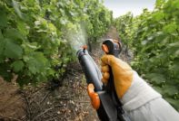 Come spruzzare l'uva