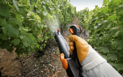 Comment pulvériser les raisins