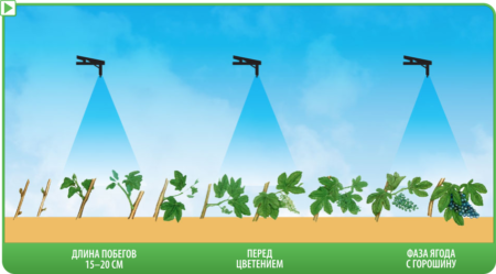 Quando spruzzare l'uva
