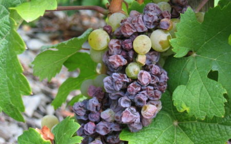 Malattie dell'uva