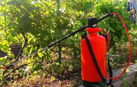 Trattamento dell'uva contro le malattie