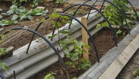 planter des vignes à partir de boutures (jeunes plants)