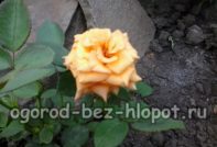 Rosen pflanzen
