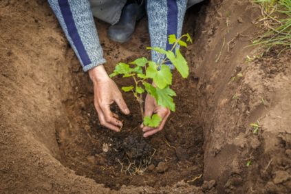 plantation de vignes