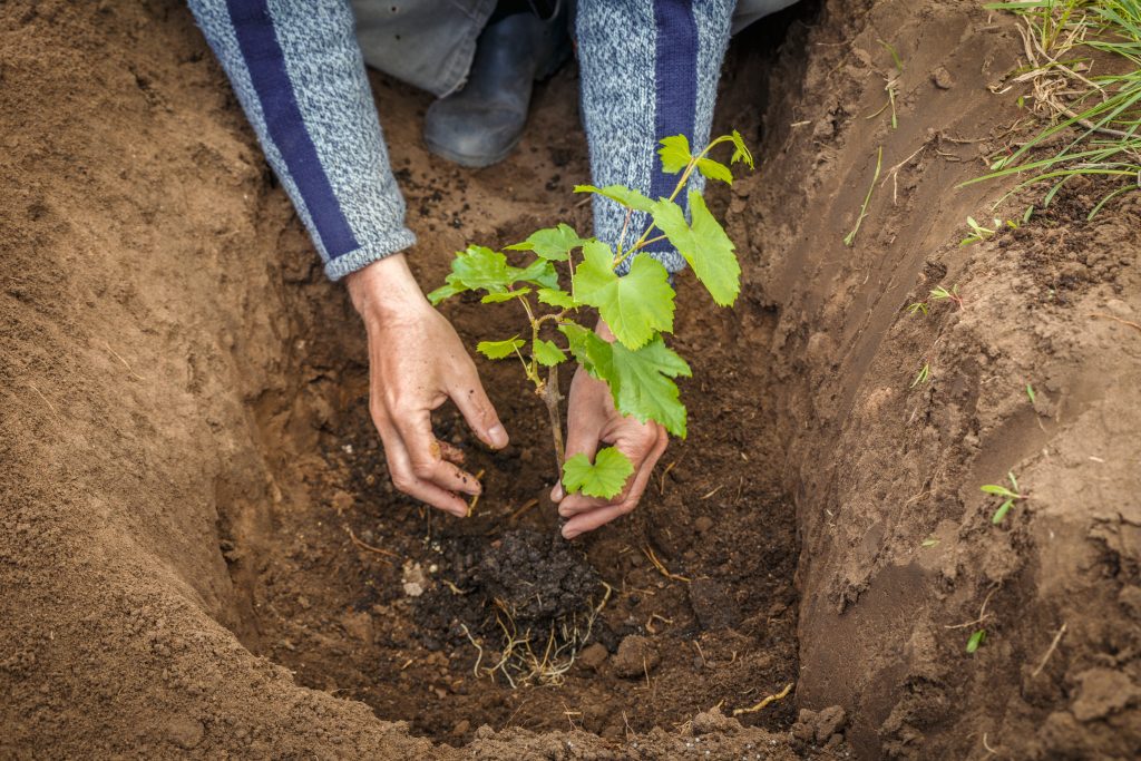 plantation de vignes