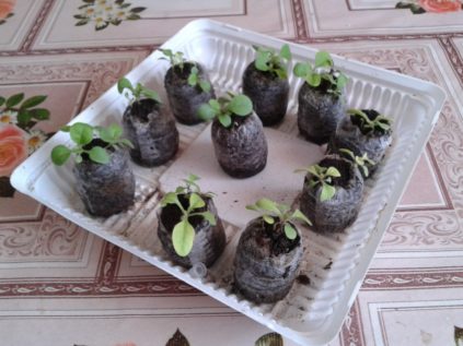 des plants de tomates dans une infusion