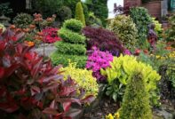 plantas de jardín