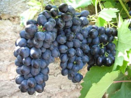 Raisins précoces russes