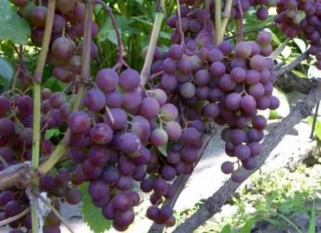 Raisins précoces russes