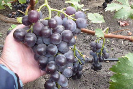 Raisins précoces russes