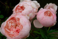 Englische Gartenrosen