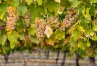 vitigno Chardonnay