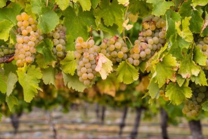 Chardonnay-Rebsorte