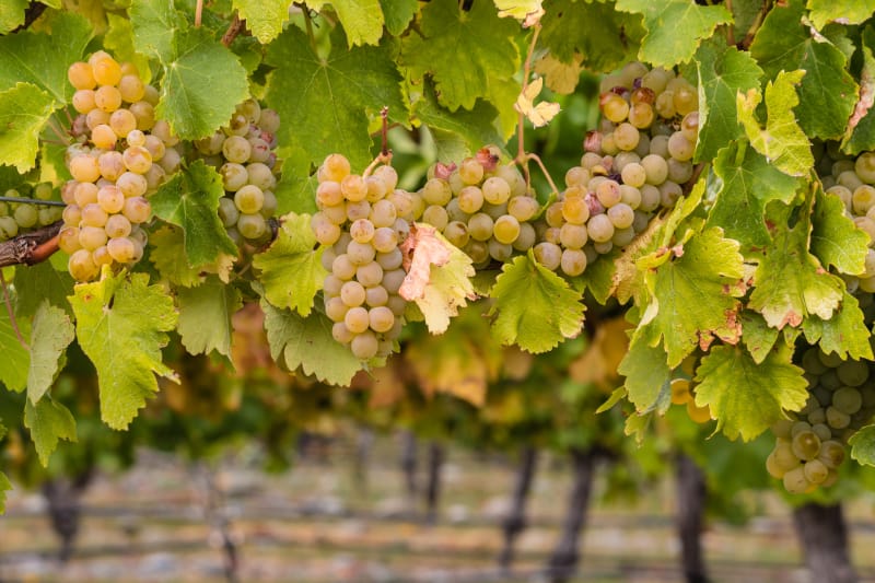 Chardonnay-Rebsorte