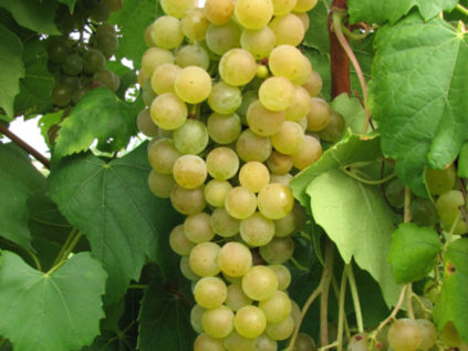 Bianca-Trauben