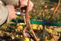cura autunnale