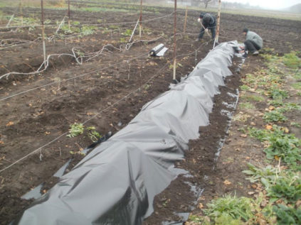 couvrir les vignes pour l'hiver