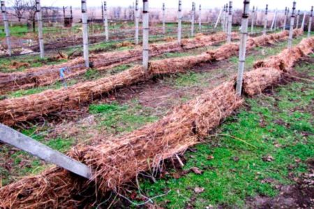 couvrir les vignes pour l'hiver