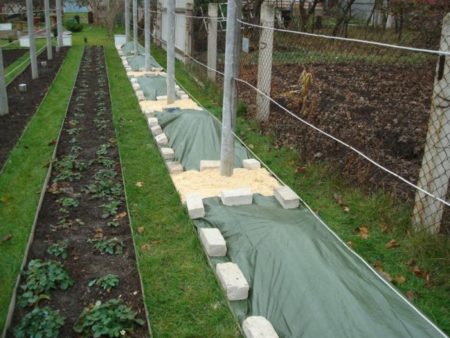 couvrir les vignes pour l'hiver