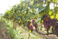 Piantare l'uva in primavera