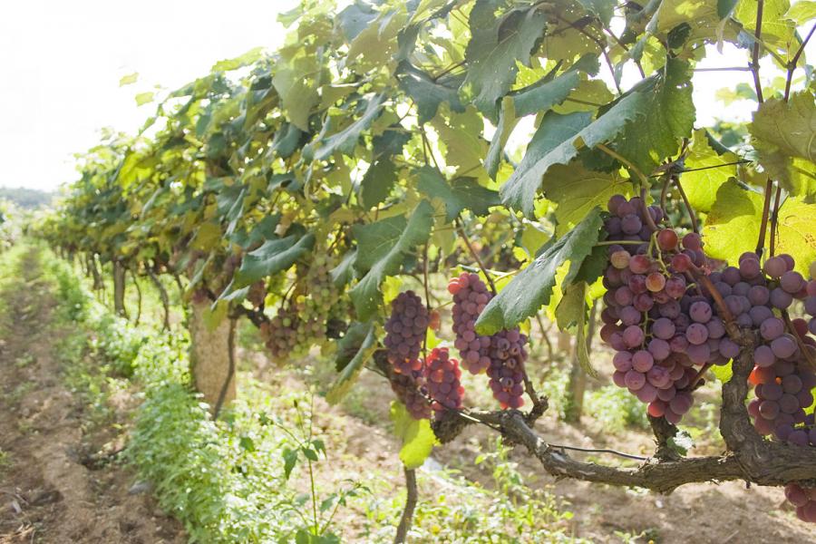 Φύτευση σταφυλιών την άνοιξη