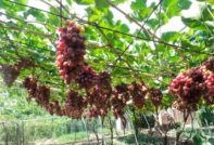varietà di uva Arch