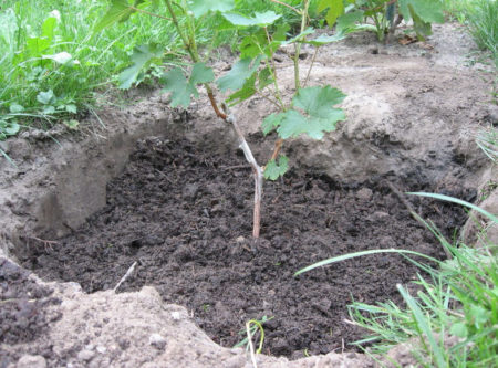 Weinreben pflanzen