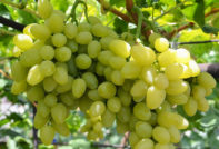Uva Bazhena