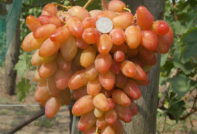 Uva Dixon