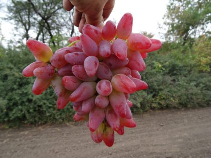 Dubovsky-Rosa-Trauben