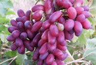 Uva passa