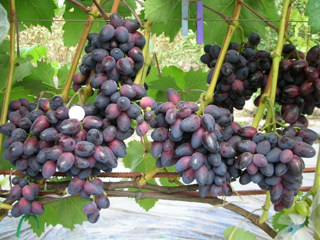 Große Beeren