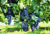 Σταφύλια Pinot Noir