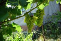 Uva di Pleven
