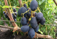 Uva Rombik