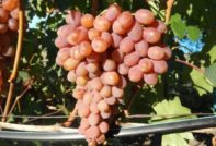 Varietà di uva Rumba