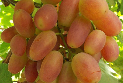 Sensation Grapes