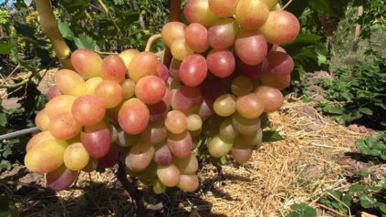 Variedad de uva Tason