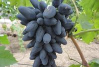 Varietà di uva vichinga