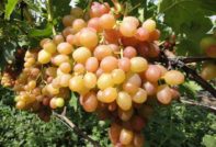 Bukalemun üzümleri
