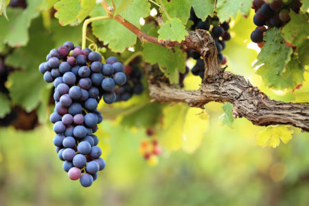plantations de vignes