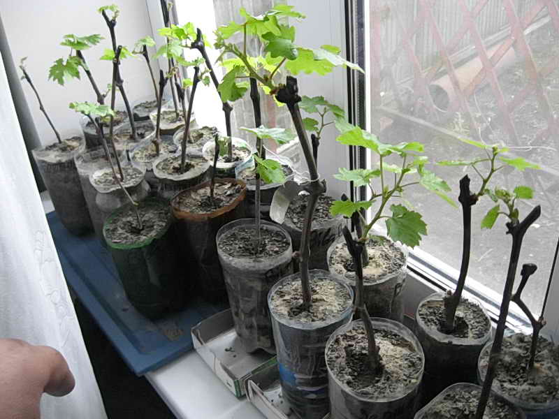 germination des boutures